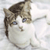 Cat Buddy Icon 23