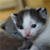 Cat Buddy Icon 22