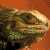 Lizard 3