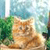 Cat Buddy Icon 59