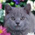 Cat Buddy Icon 98