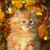 Cat Buddy Icon 97