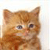 Cat Buddy Icon 116