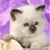 Cat Buddy Icon 114