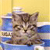 Cat Buddy Icon 113