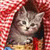 Cat Buddy Icon 112