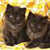 Cat Buddy Icon 110