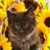 Cat Buddy Icon 109