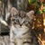 Cat Buddy Icon 107