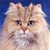 Cat Buddy Icon 102