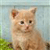 Cat Buddy Icon 158