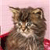 Cat Buddy Icon 157