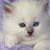 Cat Buddy Icon 148