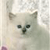 Cat Buddy Icon 147