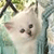 Cat Buddy Icon 146