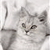 Cat Buddy Icon 142