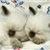 Cat Buddy Icon 140