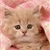 Cat Buddy Icon 167