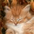 Cat Buddy Icon 164