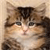 Cat Buddy Icon 161