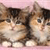 Cat Buddy Icon 170