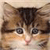 Cat Buddy Icon 160