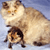 Cat Buddy Icon 190