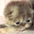 Cat Buddy Icon 213