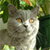 Cat Buddy Icon 212