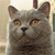 Cat Buddy Icon 210