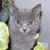 Cat Buddy Icon 207