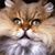 Cat Buddy Icon 202