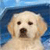 Dog Buddy Icon 97