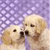 Dog Buddy Icon 96