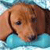 Dog Buddy Icon 94