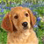 Dog Buddy Icon 92