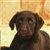 Dog Buddy Icon 91