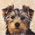 Dog Buddy Icon 69