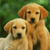 Dog Buddy Icon 61