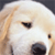 Dog Buddy Icon 59