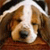 Dog Buddy Icon 55