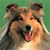 Dog Buddy Icon 50