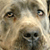 Dog Buddy Icon 48