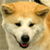 Dog Buddy Icon 39