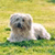 Dog Buddy Icon 135