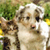 Dog Buddy Icon 127