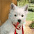 Dog Buddy Icon 109