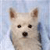 Dog Buddy Icon 108