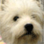 Dog Buddy Icon 169