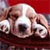 Dog Buddy Icon 167